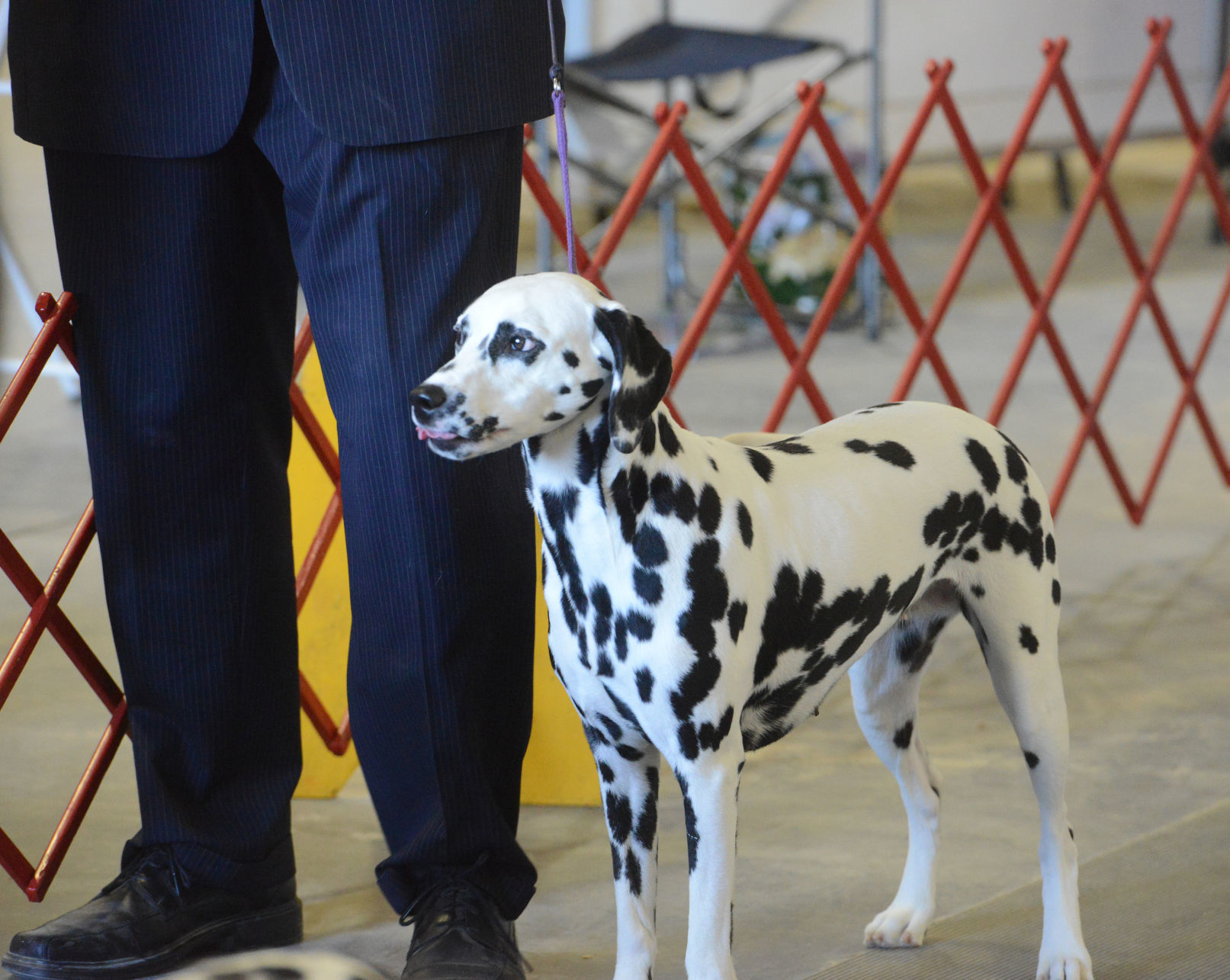 Danville Kennel Club Breeder Show